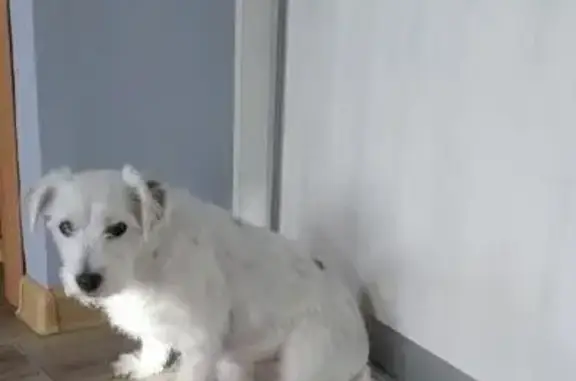 Пропала собака, бульвар Гагарина, 38, Иркутск - белая с коричневыми и чёрными пятнышками - photo