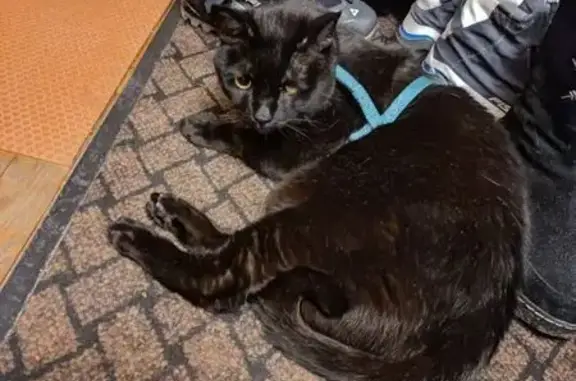 Найденные животные Ступино, фото: Найден кот, улица Горького, 26, Ступино - большой чёрный в зелёной шлейке