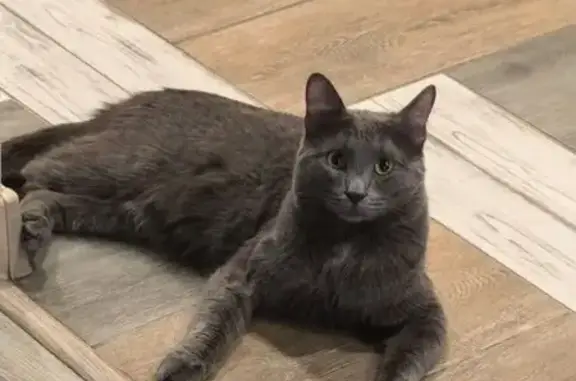 Пропал кот, улица Наумкина, 25, Магнитогорск - серый с белым пятном - photo