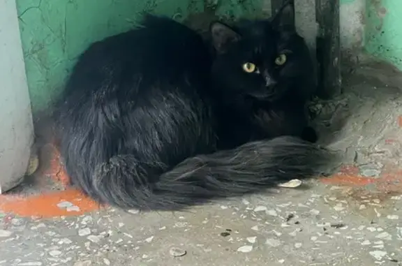 Найдена кошка, Красноярск, фото: Найдена кошка, Волгоградская улица, 5А, Красноярск - чёрная ласковая