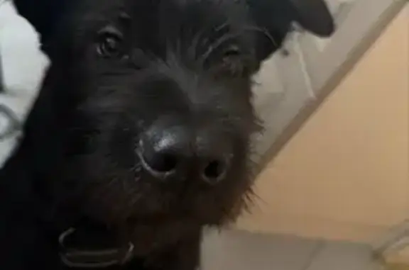 Пропал собака, Солнечный-Сухая Балка, Сухая Балка - кличка Риф, ласковый - photo