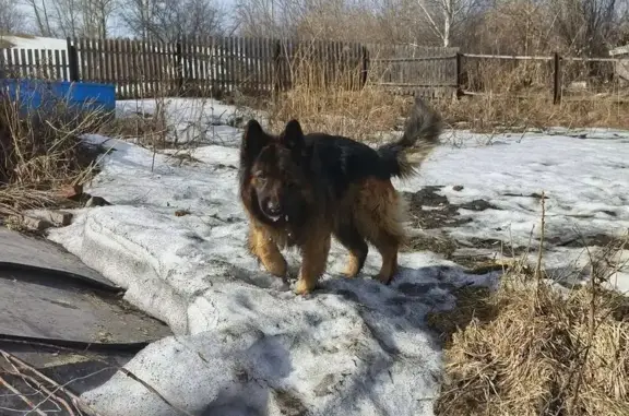 Пропала собака, Златоустовский переулок, Новокузнецк - немецкая овчарка с ошейником - photo