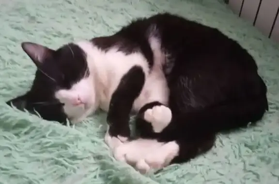 Пропал кот, улица Тельмана, 9, Бугуруслан - чёрно-белый окрас - photo