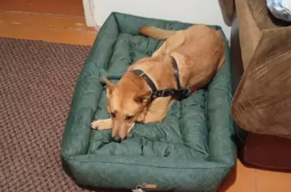 Собаки потеряшки, Новокузнецк, фото: Потеряшка собака, улица Грдины, 28, Новокузнецк - рыжая в шлейке