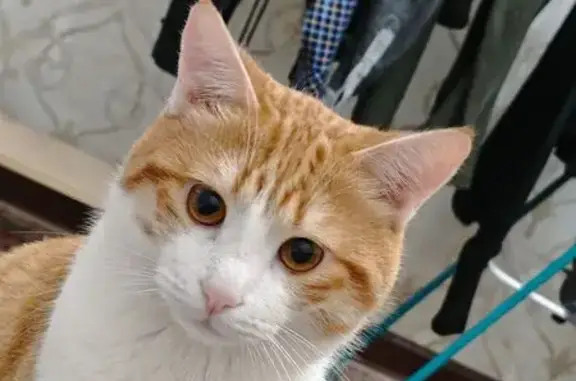 Пропал кот, проспект Аметхана Султана, 3/28, Махачкала - рыжая спина, белые лапы - photo