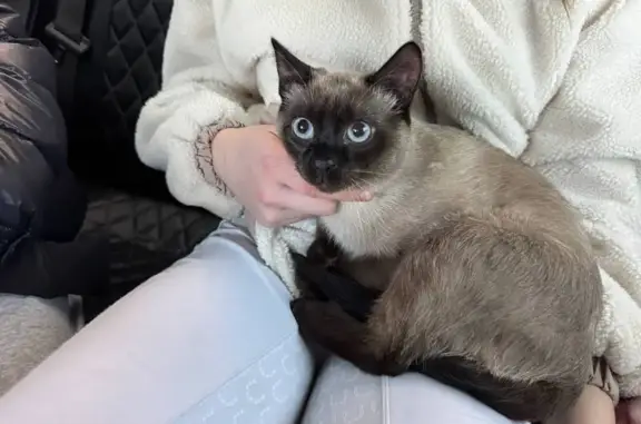 Найдена кошка, Новороссийск, фото: Найдена кошка, Школьная улица, 60, Новороссийск - сиамская с голубыми глазами