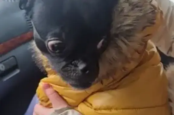 Найдена собака, Калининград, фото: Найдена собака, Садовая улица, Калининград - красный ошейник и жёлтый комбинезон