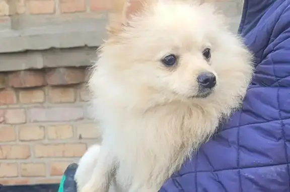 Найденные животные Ростов-на-Дону, фото: Найдена собака, Горсоветская улица, 49 к1, Ростов-на-Дону - шпиц