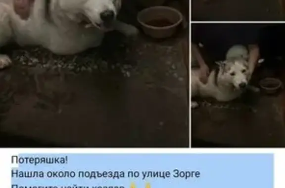 Найдена собака, Казань, фото: Найден собака, Казань, Татарстан