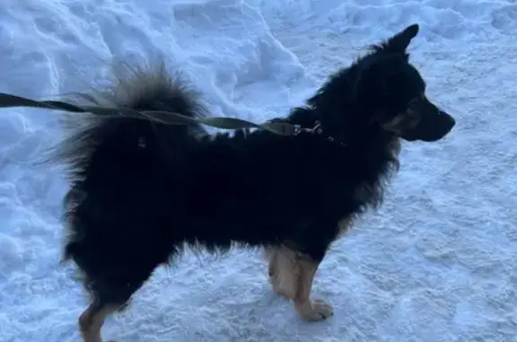 Найдена собака, Обнинск, фото: Найдена собака, проспект Маркса, 71, Обнинск - мужской, с ошейником и поводком