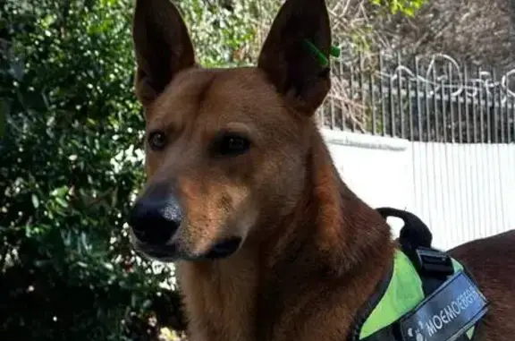 Пропал собака, Тропа здоровья, Сочи - рыжий кобель с биркой на ушке - photo