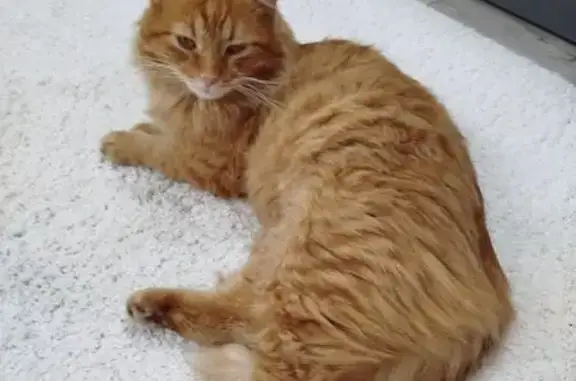 Кошки потеряшки, Волгодонск, фото: Потеряшка кот, Волгодонск, Ростовская область - рыжий, пушистый, большой хвост