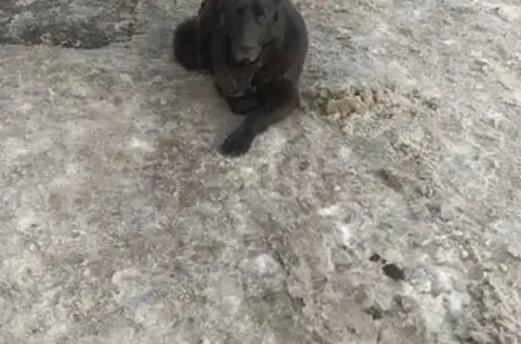 Объявления о пропавших и найденных животных, Борисова Грива, фото: Найдена собака, Центральная улица, Борисова Грива - крупная немецкая овчарка