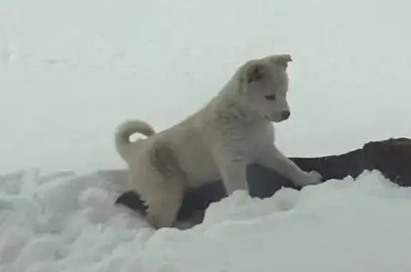 Объявления о пропавших и найденных животных, Бердск, фото: Пропала собака, Благодарная улица, 7, городской округ Бердск