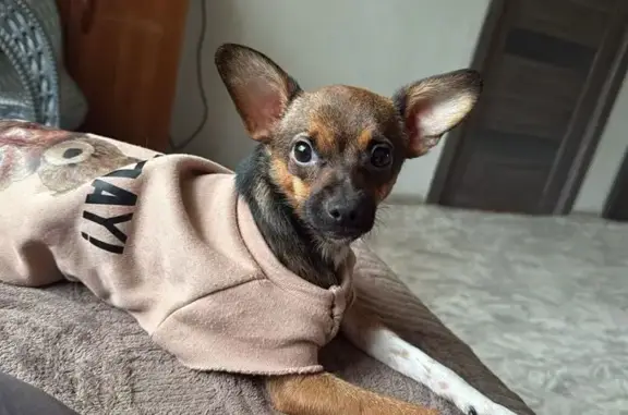 Пропала собака, женский, Радужная улица, Зеленокумск - рыженького цвета с чёрным подпалом - photo