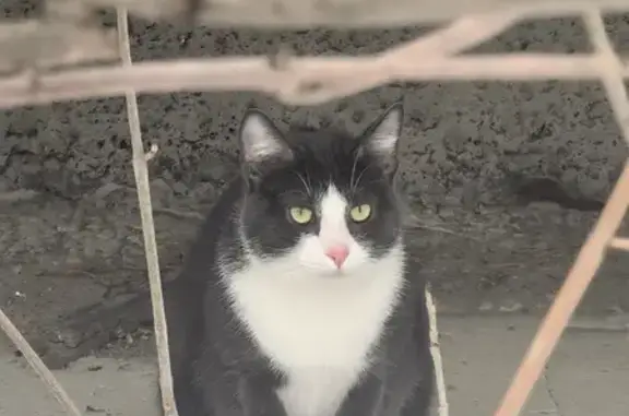 Найдена кошка, Петрозаводск, фото: Найдена кошка, улица Луначарского, 12, Петрозаводск - чистая и упитанная