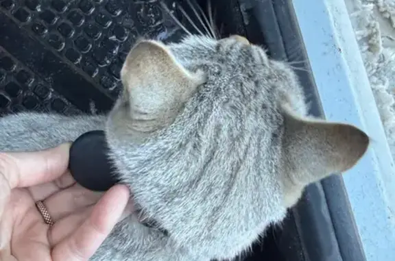 Объявления о пропавших и найденных животных, Челобитьево, фото: Найдена кошка, Колхозная улица, Челобитьево - перебегала дорогу в районе Мытищинской ярмарки