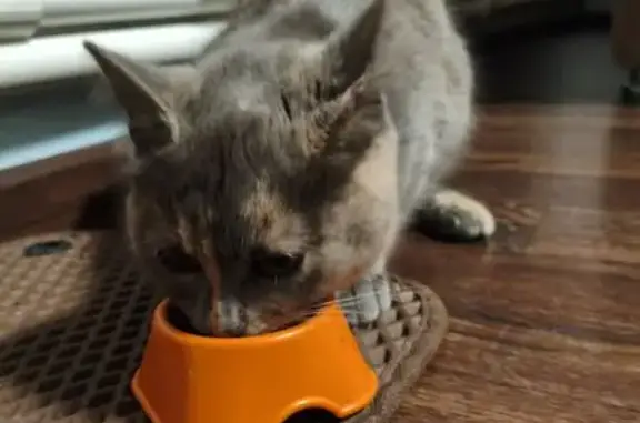 Найдена кошка, улица Салтыкова-Щедрина, городской округ Липецк - серая с родинкой - photo