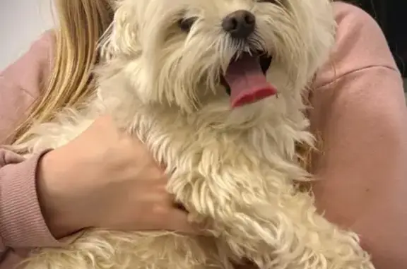 Найдена собака, проспект Стачки, 176, Ростов-на-Дону - белая, мелкая порода - photo