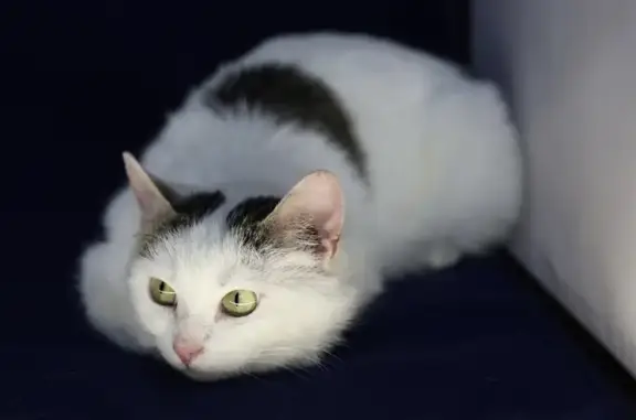 Найдена кошка, Оснабрюкская ул...