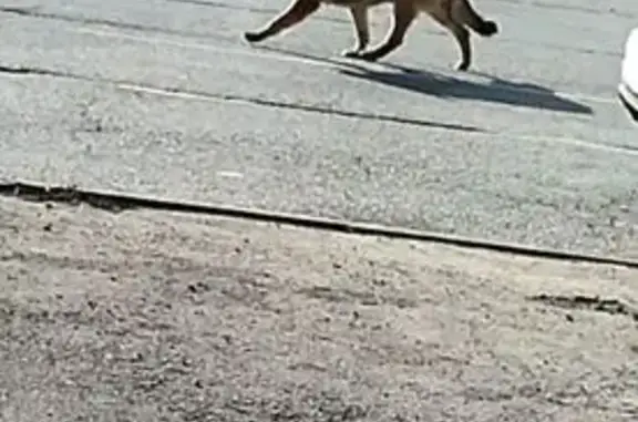 Найдена собака, Владикавказ, фото: Найдена собака, улица Цомака Гадиева, Владикавказ - рыжая немецкая овчарка