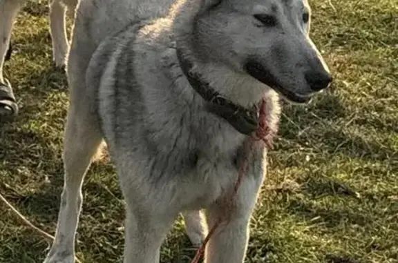 Пропал собака, Песчаная улица, 6, Верхнерусское - лайка с красным ошейником - photo