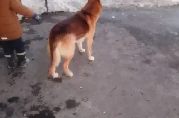 Найдена собака, Саратов, фото: Найдена собака, мужской, Огородная улица, 77А, Саратов - коричневый оттенок шерсти