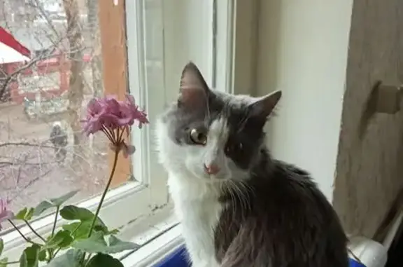 Пропал кот, 4-й проезд, 46, Самара - бело-серый - photo