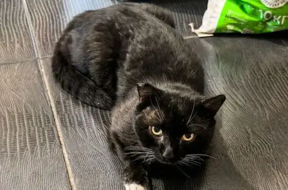 Пропал кот, улица Высоцкого, Тюмень - черный с белыми 