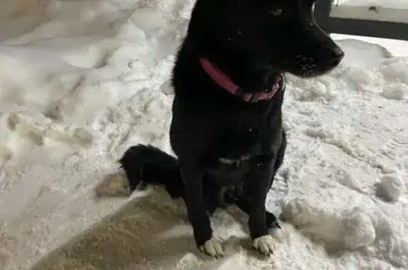 Найдена собака, Кострома, фото: Найдена собака, ул. Московская, Кострома - розовый ошейник