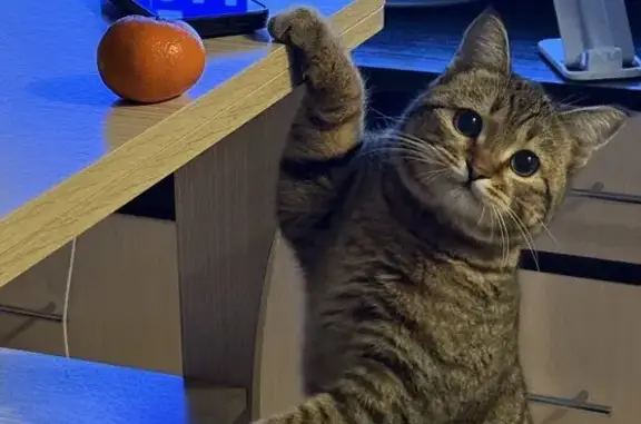 Пропала кошка, Подольская улица, 53, Новосибирск - photo