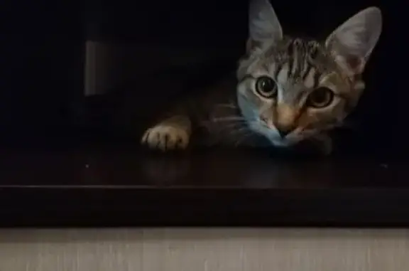 Пропала кошка, улица Рихарда Зорге, 11, Уфа - полосатая, коричневая - photo