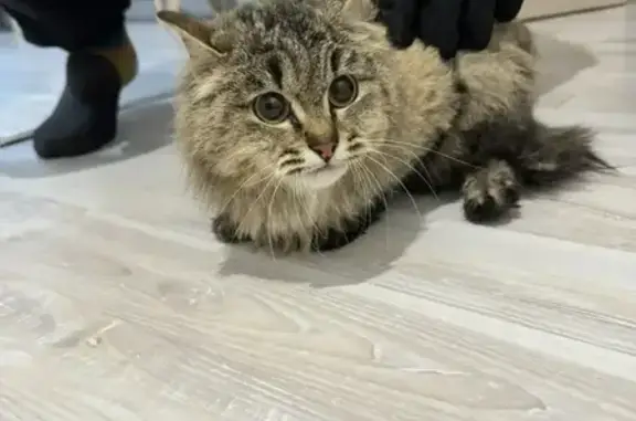 Найдена кошка, улица Металлург...