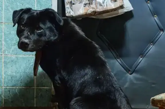 Найдена собака, Иваново, фото: Найден собака, Минская улица, 2В, Иваново - в ошейнике с поводком