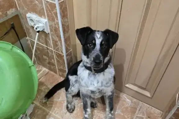 Найдена собака, Курган, фото: Найдена собака, улица Куйбышева, 144А, Курган - черно-серый окрас, черный ошейник