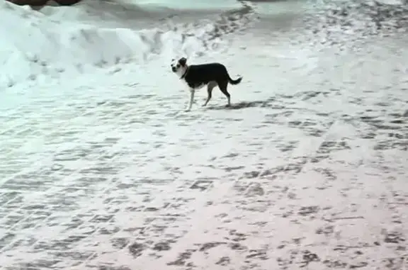 Найдена собака, Челябинск, фото: Найдена собака, Гражданская улица, Челябинск - чёрное тело, белая мордочка