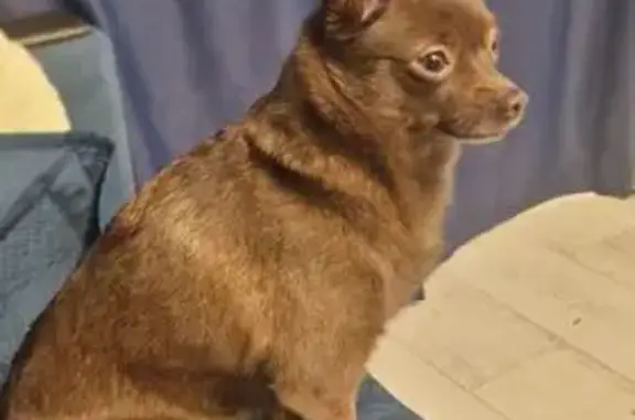 Найдена собака, девочка чихуахуа. Бегала возле магазина. На собаке не было ни ошейника, ни адресника, ни клейма. Девочка очень замёрзла, забрали пока к себе. Срочно ищем хозяев!