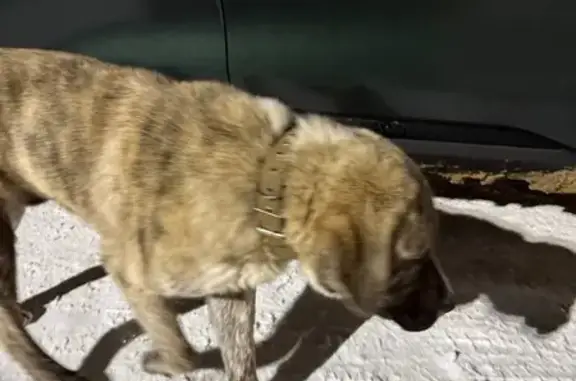 Найдена собака, Курово, фото: Найден собака, 46Н-00975, Курово - крупная порода, ошейник без обозначений