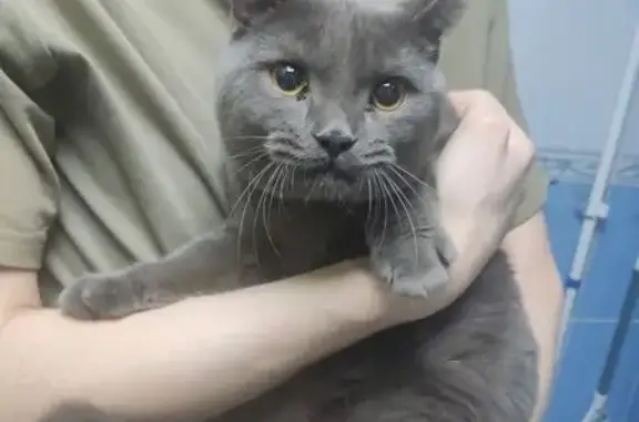 Найден кот, 1-й Верхоянский пе...