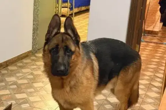 Найдена собака, Богородский городской округ, фото: Найден собака мужской, «Восток», Московская область, Богородский городской округ - немецкая овчарка с ошейником