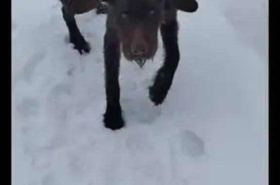 Пропал собака, городской округ Пенза, Пенза - коричневый, высокий - photo