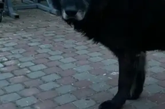 Пропал собака, 41К-174, Тельмановское городское поселение - чёрный с седой мордой - photo