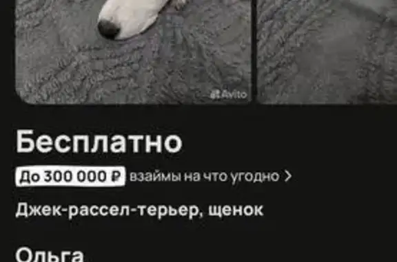 Пропала собака, женский пол, Подгорная улица, 10, Ростов-на-Дону - photo