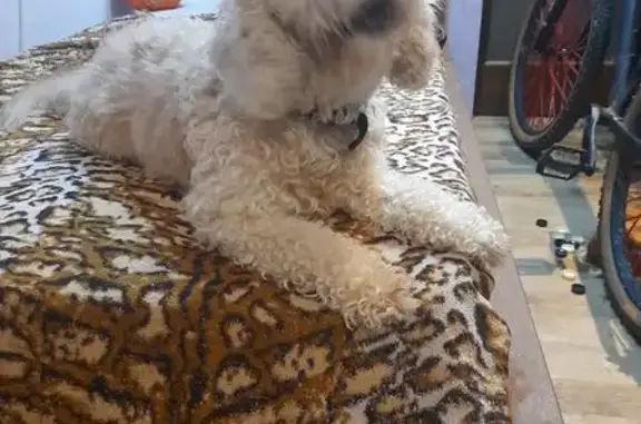 Объявления о пропавших и найденных животных, Екатеринбург, фото: Найдена собака, женский пол, улица Фрезеровщиков, Екатеринбург