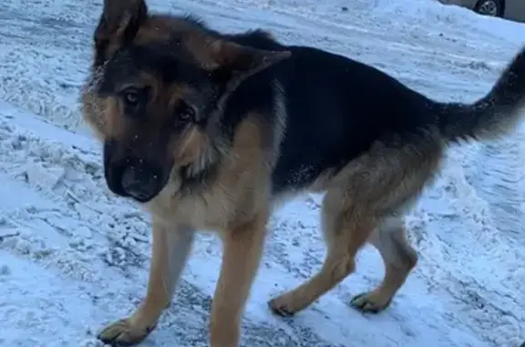 Найдена собака, Долгопрудный, фото: Найден собака, мужской, Восточная улица, 7, Долгопрудный