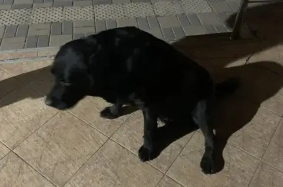 Найдена собака, Краснодар, фото: Найден собака, улица им. Героя Яцкова И.В., 9 к3, Краснодар - чёрный лабрадор