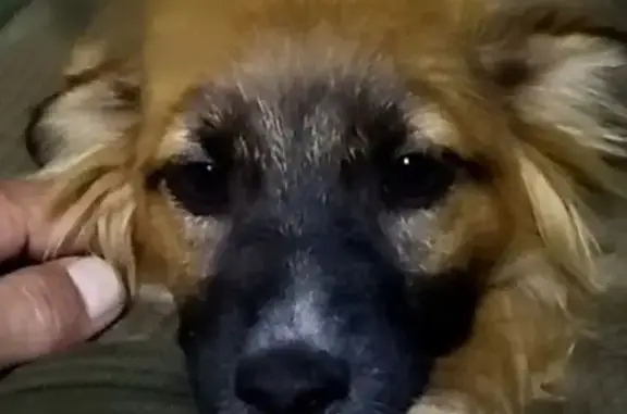 Пропала собака, женский пол, Таганрогская улица, 116/1, Ростов-на-Дону - photo