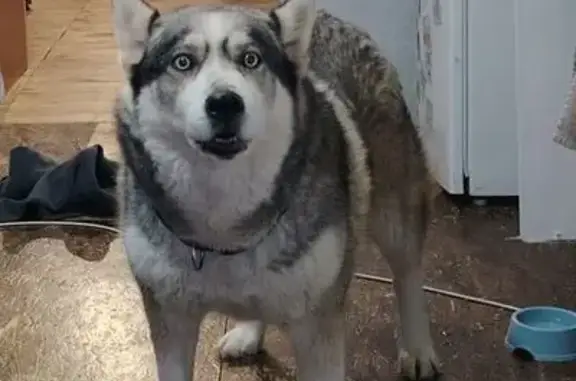 Собаки потеряшки, Николо-Погост, фото: Потеряшка собака, Советская улица, 32, Николо-Погост - сибирский хаски, серо-голубые глаза