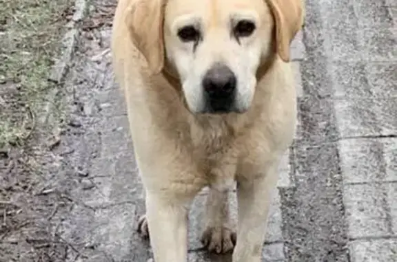 Объявления о пропавших и найденных животных, Тимашевск, фото: Найдена собака, мужской, Тимашёвск, Краснодарский край - знает команды