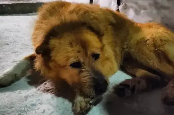 Найдена собака, Казань, фото: Найден собака, мужской, улица Академика Лаврентьева, Казань - очень большой пёс